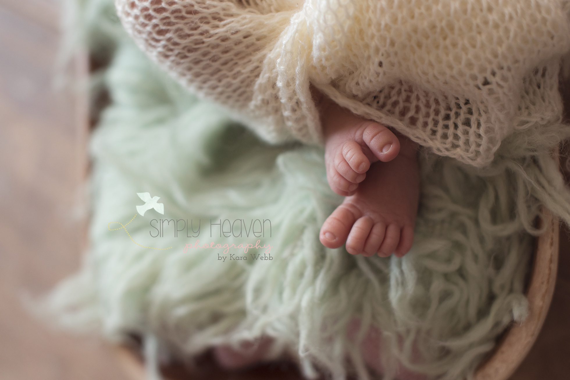 fayetteville newborn pictures